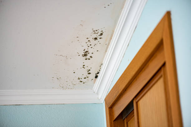 Mold Removal Process in West Bay Shore, NY