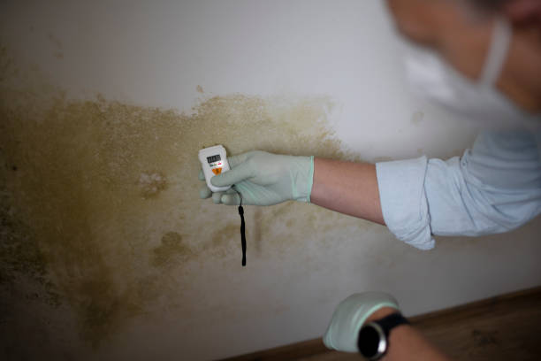 Best Mold Testing  in West Bay Shore, NY
