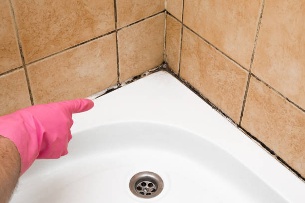 Best Professional Mold Removal  in West Bay Shore, NY